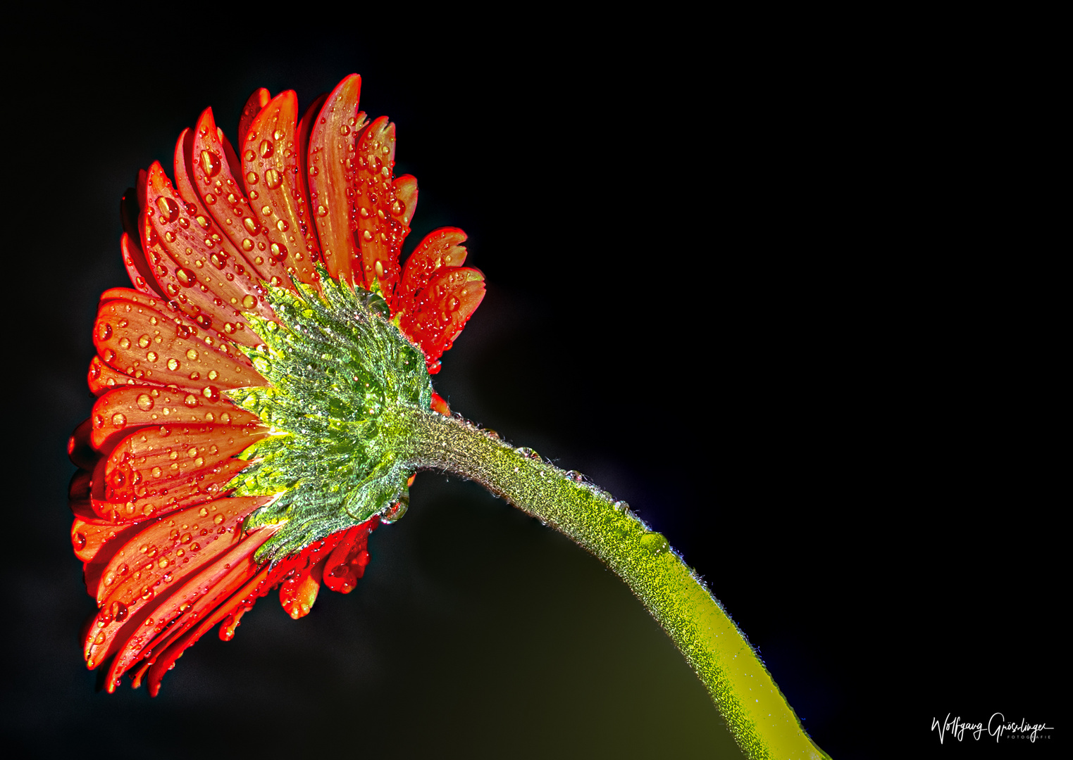 Die Gerbera Blüte von Hinten