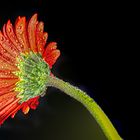 Die Gerbera Blüte von Hinten