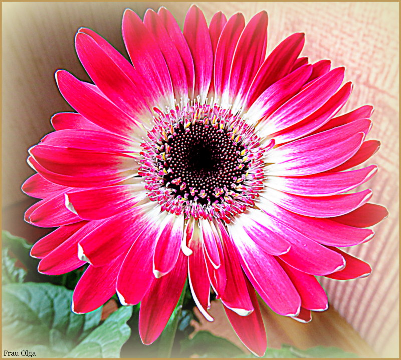 Die Gerbera im roten Kleid