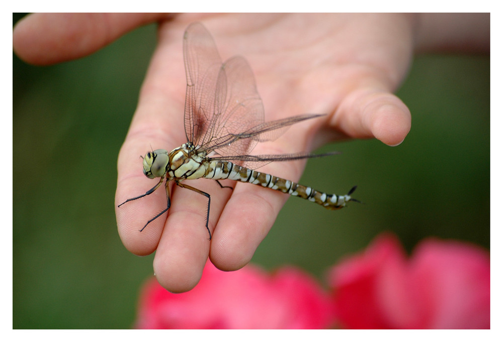 Die gerettete Libelle