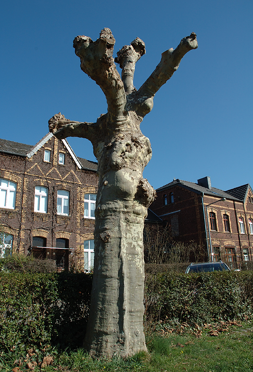 Die "Germania-Siedlung" in der Nähe des Porzer Bahnhofes mit Knubbelbaum.