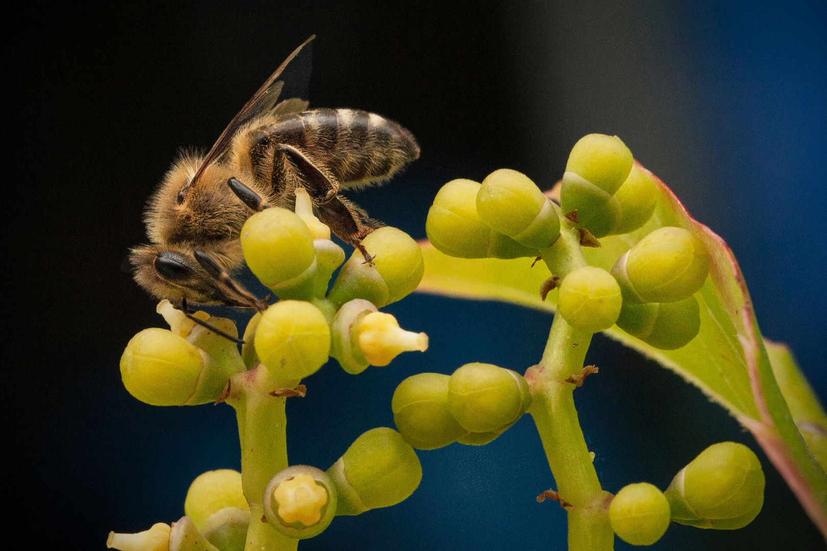 Die Geschichte der Bienen (Maja Lund)