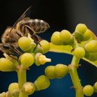 Die Geschichte der Bienen (Maja Lund)