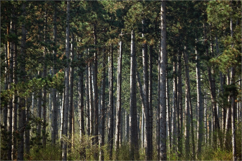 die geschichte der föhrenwälder...