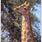 Die Geschichte der Giraffe