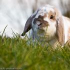 Die Geschichte eines Kaninchens II