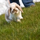 Die Geschichte eines Kaninchens III