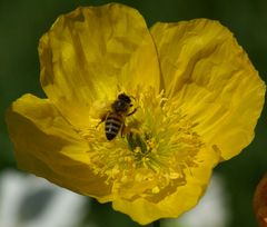 die Geschichte mit dem Bienchen ....