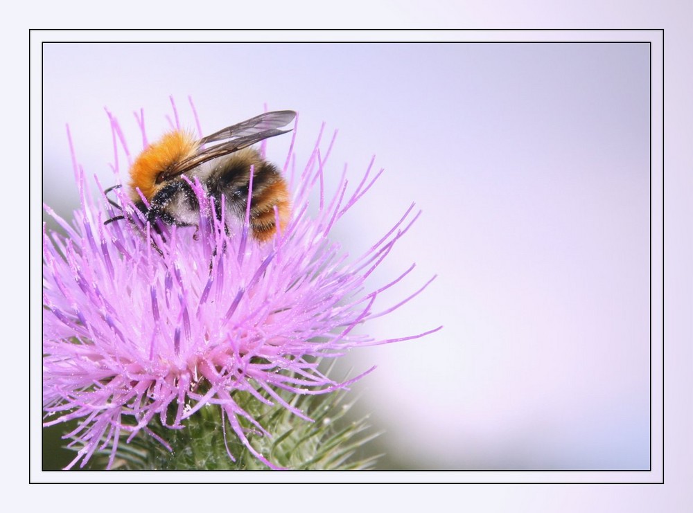 Die Geschichte mit den Bienchen auf dem Blümchen :-P