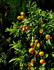 Die Geschichte vom Apfelsinchen
