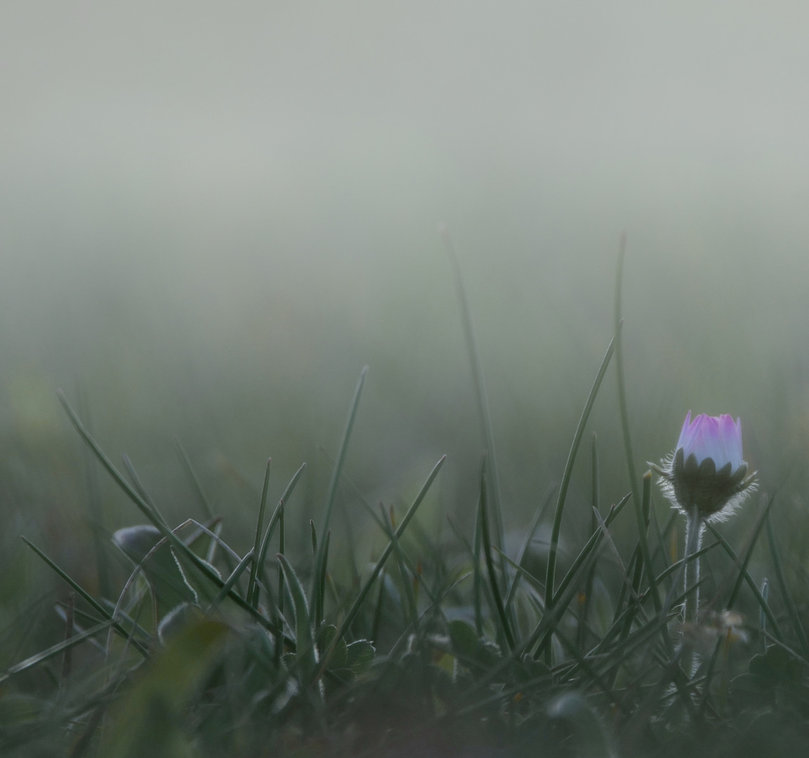 Die Geschichte vom Gänseblümchen 