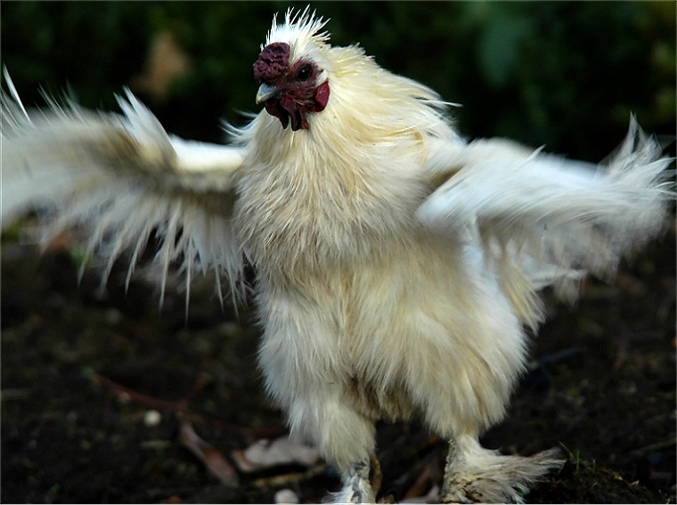 Die Geschichte vom Hahn, der ein Adler sein wollte ...