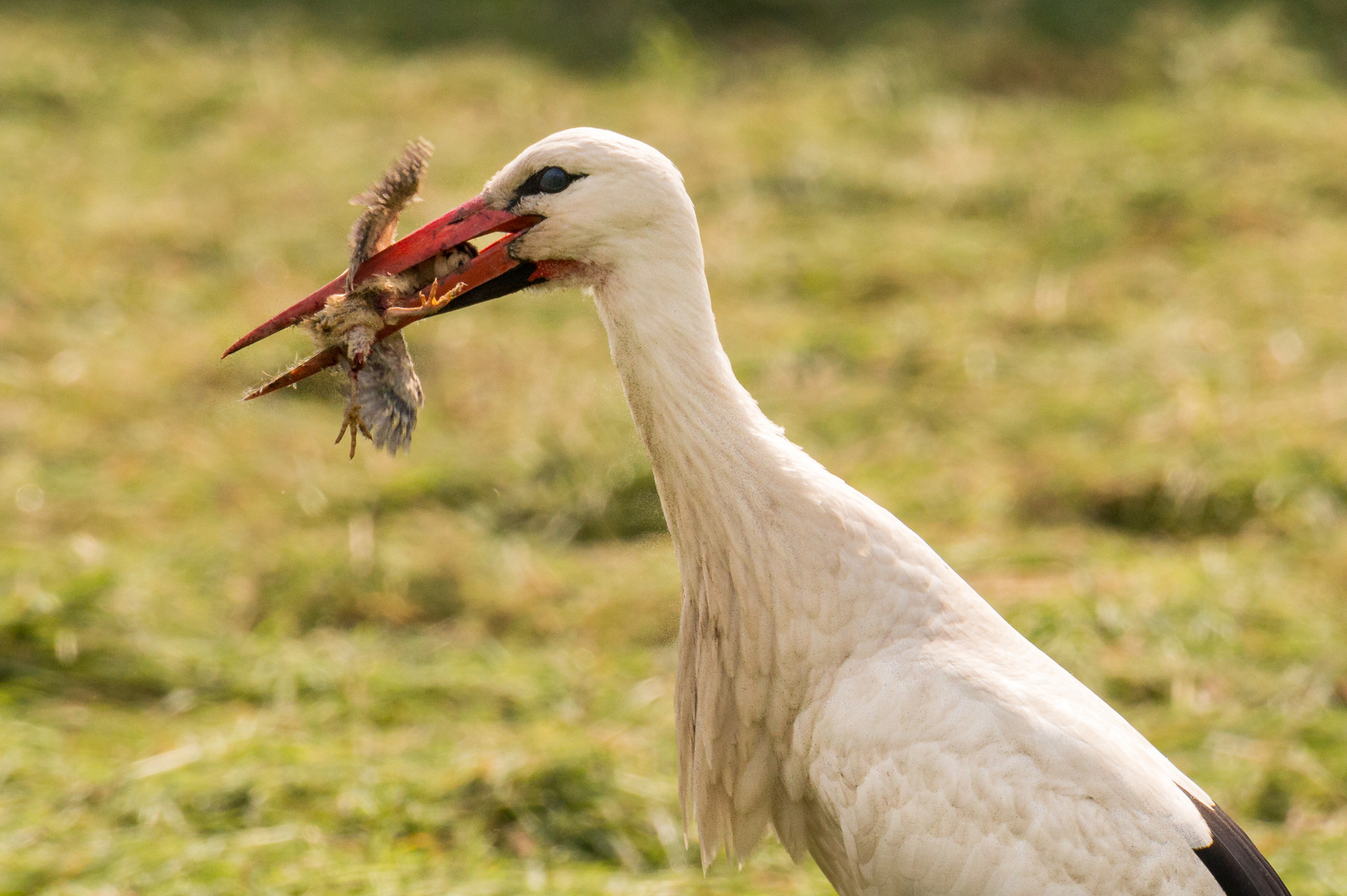 Die Geschichte vom Klapperstorch, der die Babys holt !