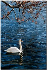 Die Geschichte vom Schwan..........