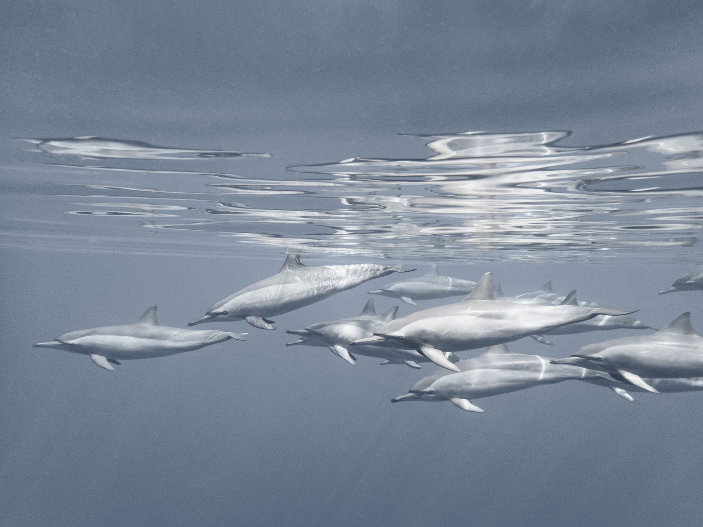 Die Geschichte von den 14 Delfinen