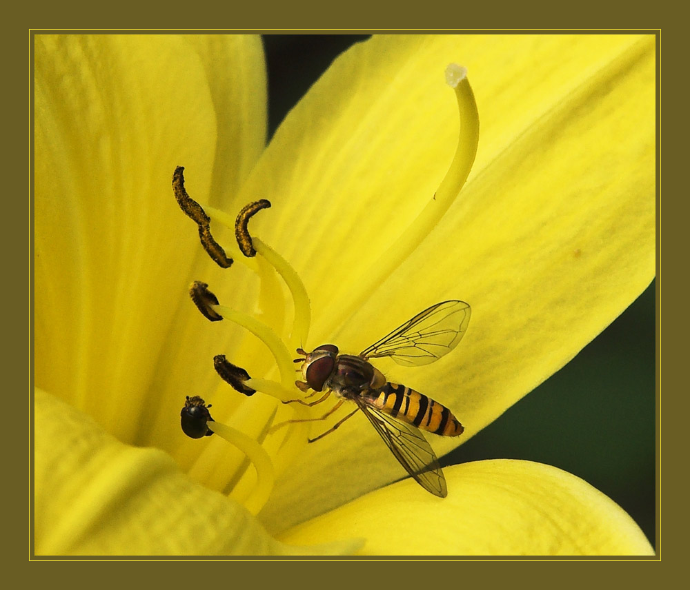 Die Geschichte von den Insekten und Blüten ...