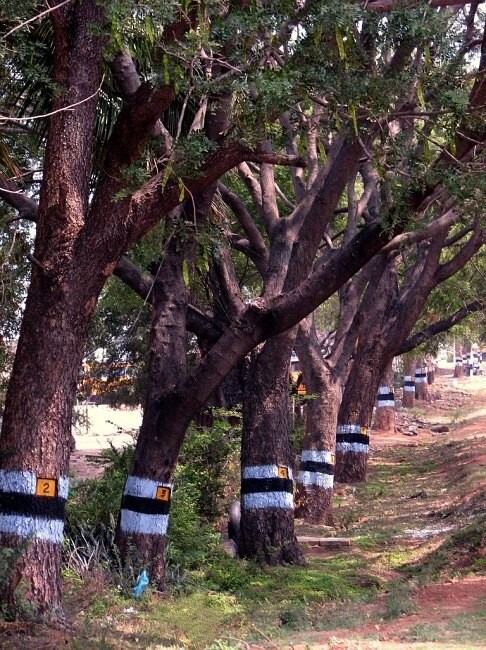 Die Geschichte von den numerierten Tamarindenbaeumen__The Story of the Numbered Tamarind Trees