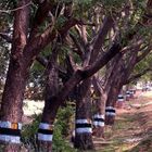 Die Geschichte von den numerierten Tamarindenbaeumen__The Story of the Numbered Tamarind Trees