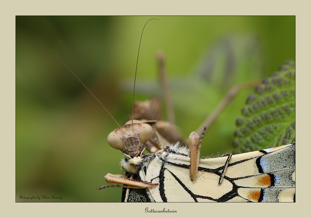 Die Gesetze der Natur