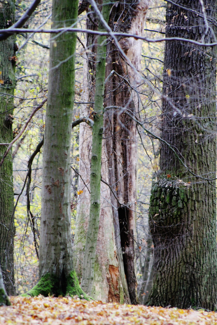 die Gesichter des Herbstes