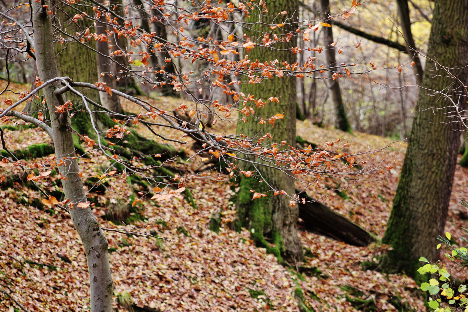 die Gesichter des Herbstes