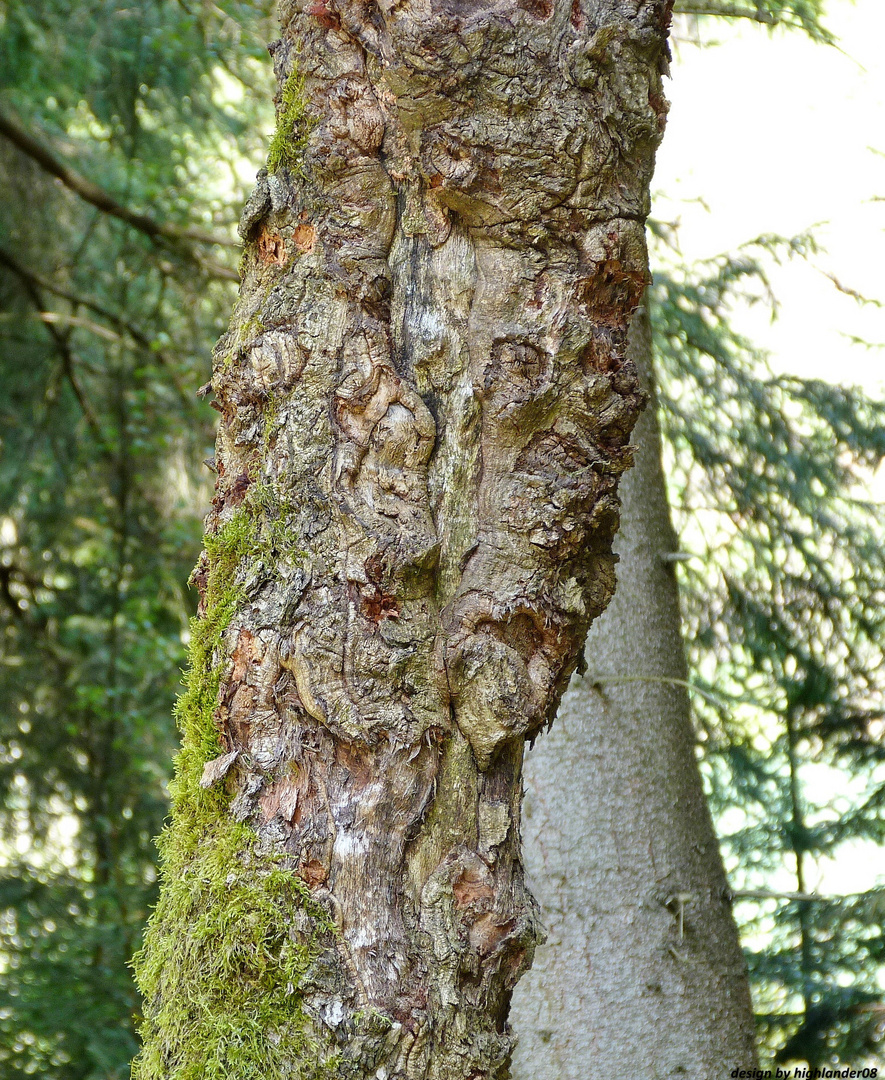 Die Gesichter eines Baumes