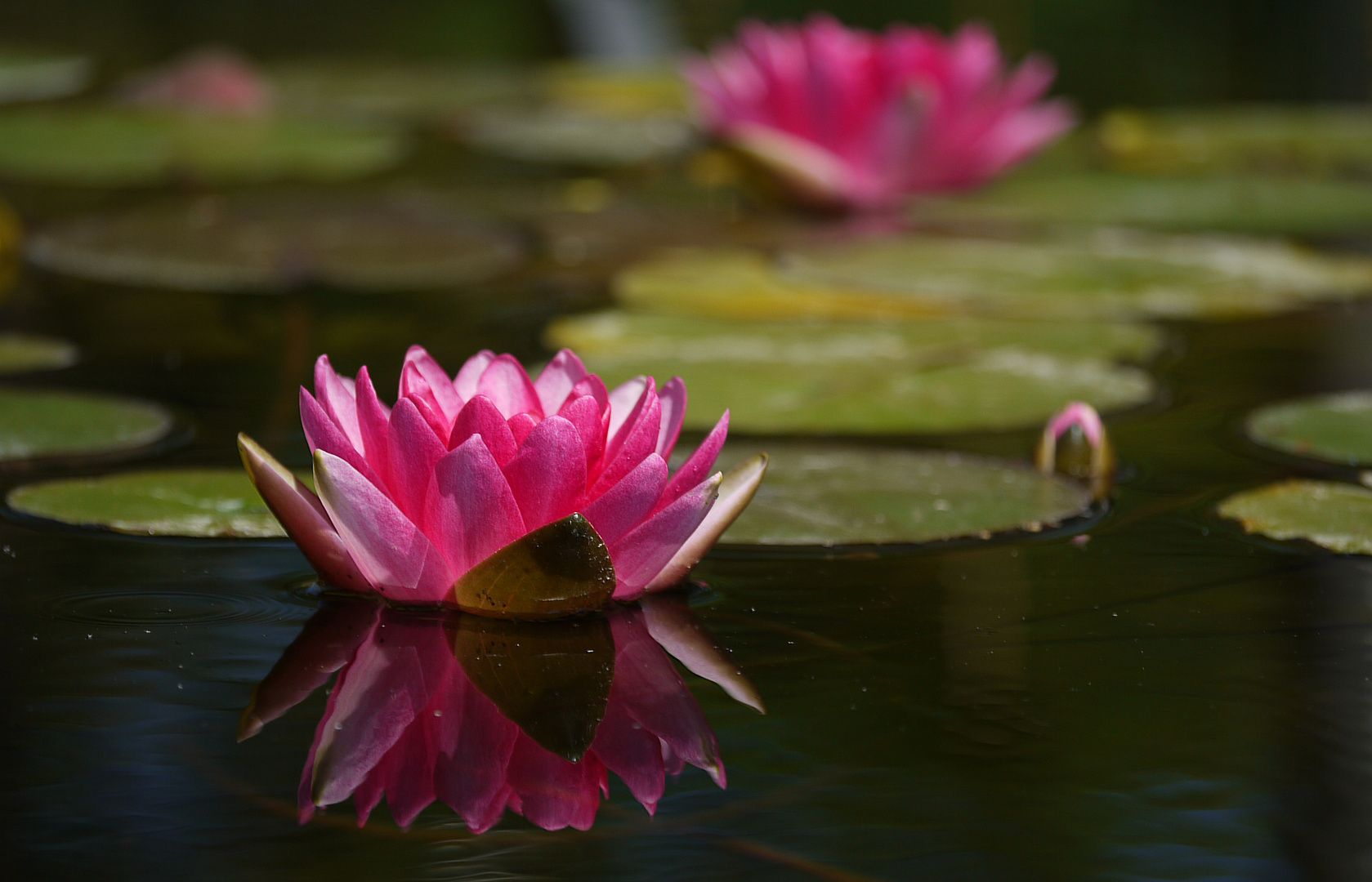 - die gespiegelte Seerose -