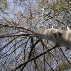 Die Gespinstmotte bzw. Raupe hüllt ganzen Baum ein