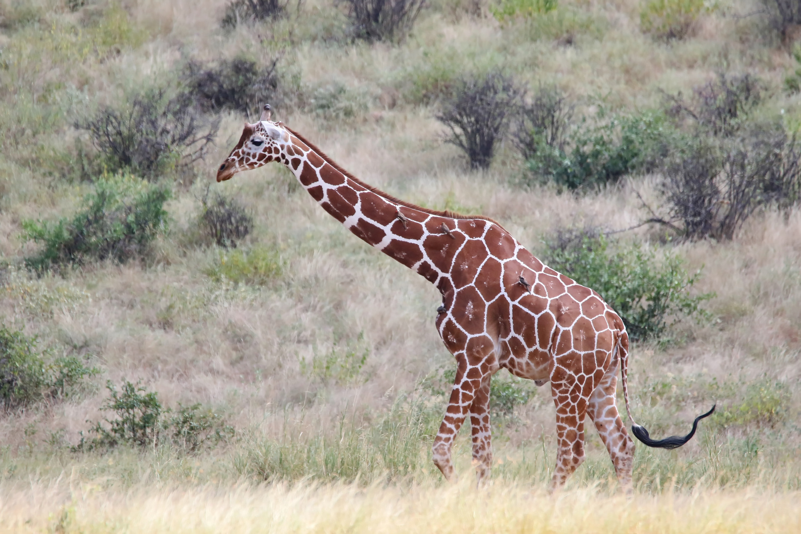 die gesprenkelte Netzgiraffe