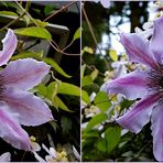 die gestreifte Clematis