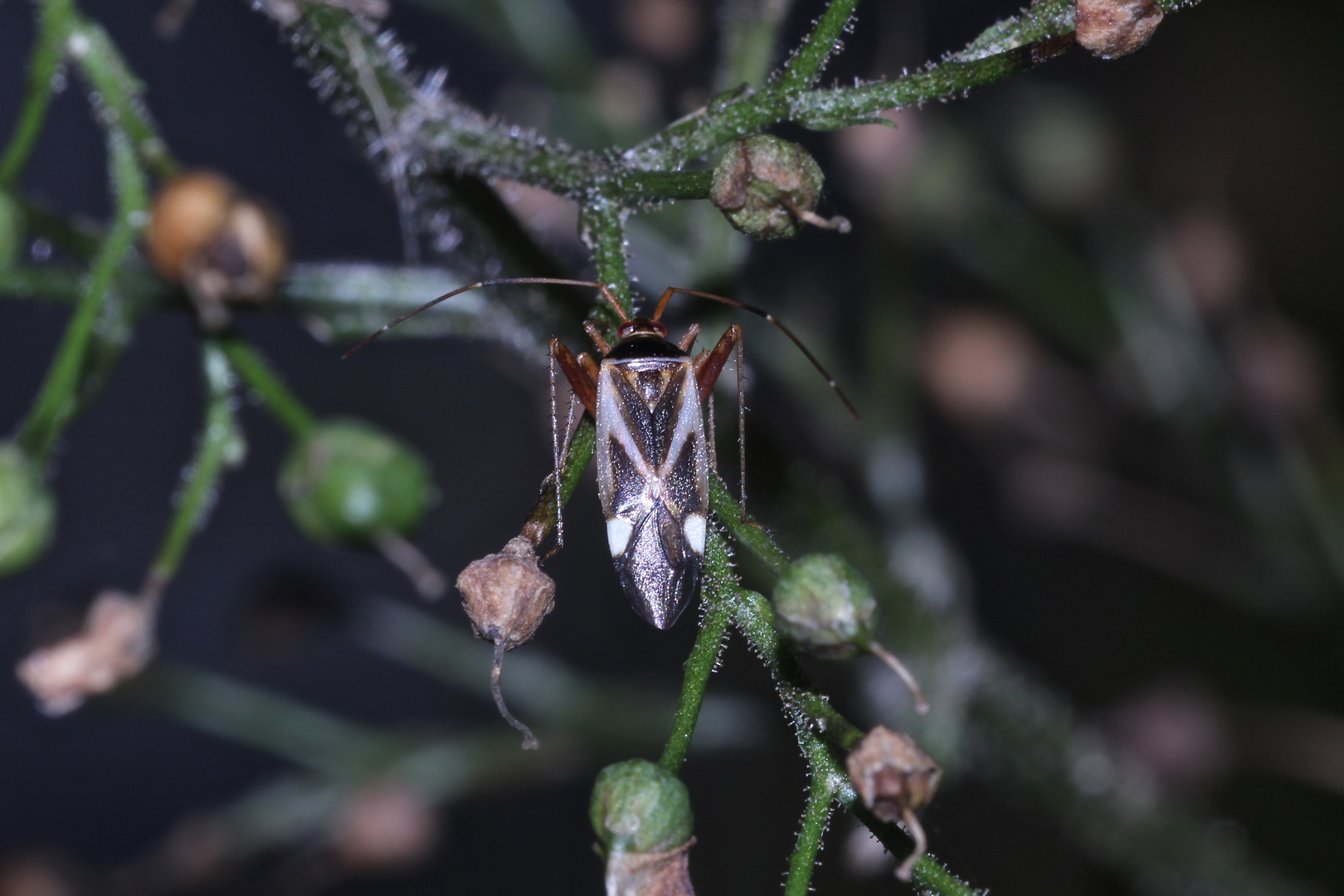 Die Gestreifte Zierwanze, Adelphocoris reicheltii