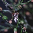 Die Gestreifte Zierwanze, Adelphocoris reicheltii