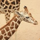 die "geteilte" Giraffe