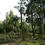 Die gewaltvolle Rückkehr der Natur... >>> Schäden des Tornados in Duisburg-Rheinhausen...