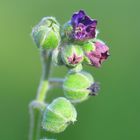 Die Gewöhnliche Hundszunge (Cynoglossum officinale)