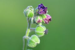 Die Gewöhnliche Hundszunge (Cynoglossum officinale)