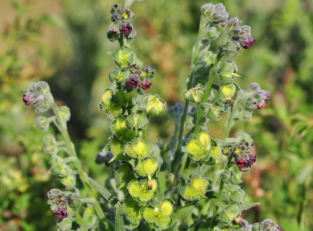 Die Gewöhnliche Hundszunge (Cynoglossum officinale)