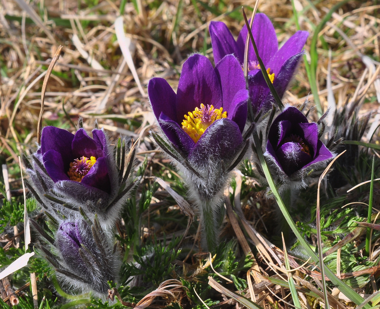 Die Gewöhnliche Küchenschelle (Pulsatilla vulgaris)