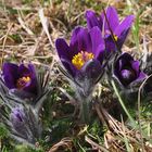 Die Gewöhnliche Küchenschelle (Pulsatilla vulgaris)