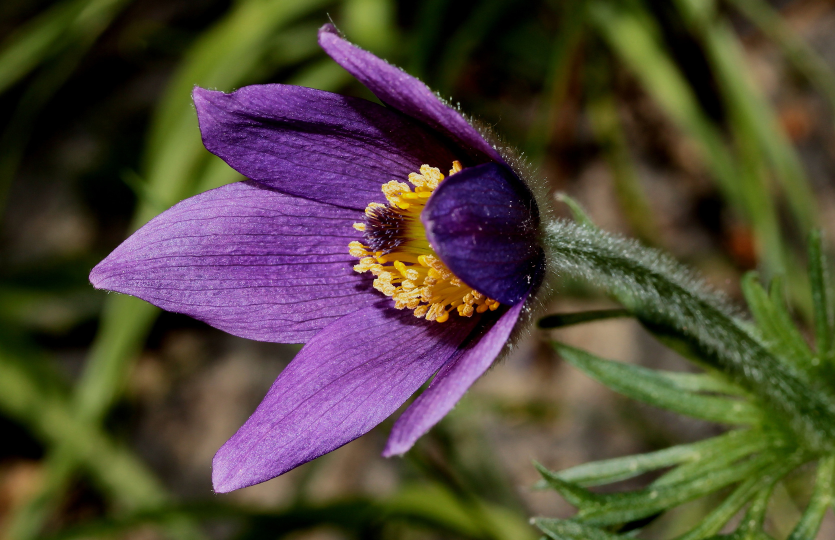 die "Gewöhnliche Kuhschelle" (Pulsatilla vulgaris)... 