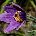 die "Gewöhnliche Kuhschelle" (Pulsatilla vulgaris)... 