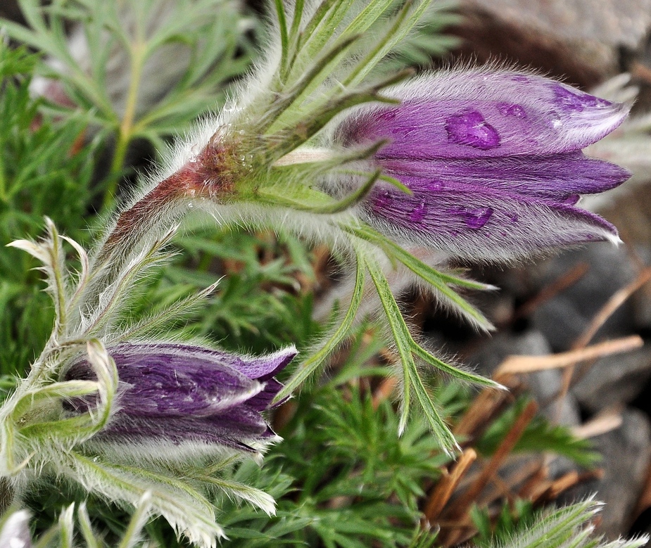 Die Gewöhnliche Kuhschelle (Pulsatilla vulgaris)....