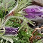 Die Gewöhnliche Kuhschelle (Pulsatilla vulgaris)....