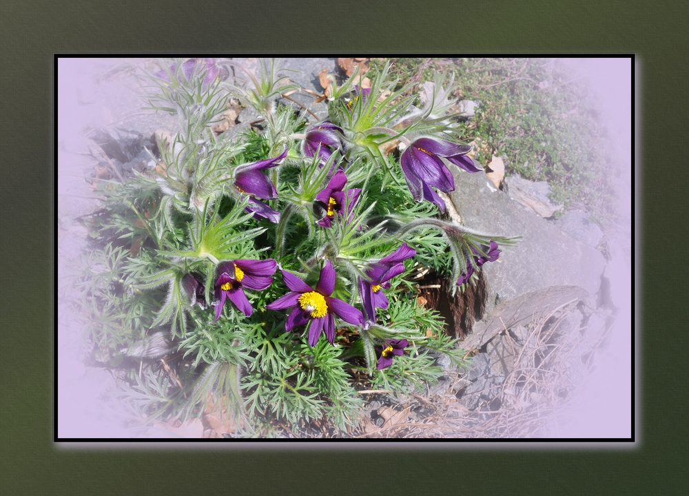 Die Gewöhnliche Kuhschelle (Pulsatilla vulgaris)....