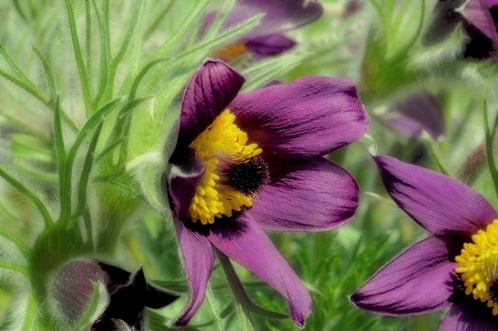 Die Gewöhnliche Kuhschelle (Pulsatilla vulgaris).....