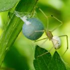 Die Gewöhnliche Ovalspinne (Enoplognatha ovata) 