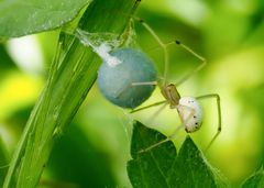 Die Gewöhnliche Ovalspinne (Enoplognatha ovata) 