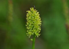 Die Gewöhnliche Simsenlilie (Tofieldia calyculata)