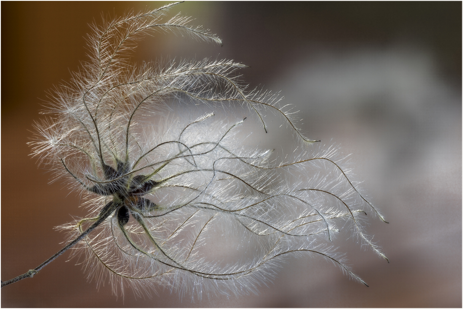 Die Gewöhnliche Waldrebe (Clematis vitalba)