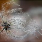 Die Gewöhnliche Waldrebe (Clematis vitalba)